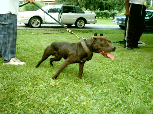 Pitbull jeep kennels #3