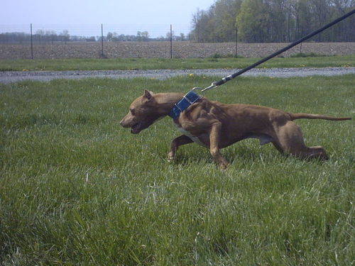 Jeep redboy pitbulls pups for sale #5